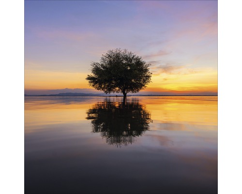 Arbre dans l''eau au coucher du soleil