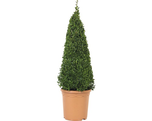 Buis conique dans un pot