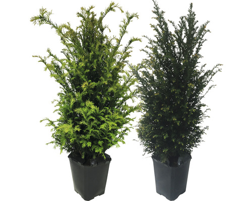 Zwei Eibenpflanzen in schwarzen Pflanzgefäßen