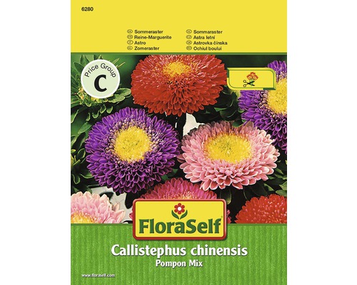 Pompon-Aster FloraSelf samenfestes Saatgut Blumensamen