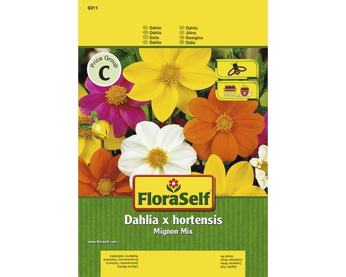 Dahlia 'Mignon' FloraSelf semences non-hybrides graines de fleurs