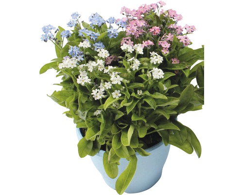 Myosotis FloraSelf Myosotis sylvatica 'Mon Amie' pot Ø 14 cm