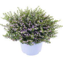 Japanische Scheinmyrthe, Falsches Heidekraut FloraSelf Cuphea hyssopifolia Rosa Ø 12 cm Topf