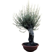 Olivier en pot