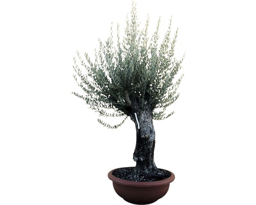 Olivier Bonsai Olea europaea h 130-150 cm coupe Ø 90 cm