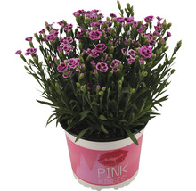Œillet FloraSelf Dianthus caryophyllus Pink Kisses® pot Ø 11 cm-thumb-8