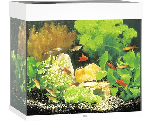 Aquarium aménagé avec poissons, plantes et pierres
