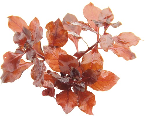 Rotala rotundifolia Wasserpflanze mit Blättern