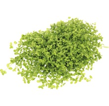 Pack de plantes aquatiques XS «Shrimp World» pour Nano Cube d'env. 30 l 5 pots