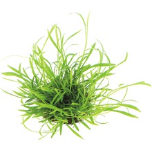 Aquarien-Wasserpflanzenpaket S "Green Mountain" für ca. 55 l Aquarium 10 Töpfe