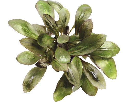 Plante artificielle d''aquarium avec des feuilles vertes