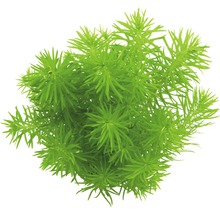 Aquarien-Wasserpflanzenpaket S "Green Mountain" für ca. 55 l Aquarium 10 Töpfe