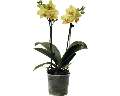 Schmetterlingsorchidee FloraSelf Phalaenopsis multiflora H 35-45 cm Ø 9 cm Topf gelb Gelbe Orchidee im durchsichtigen Topf