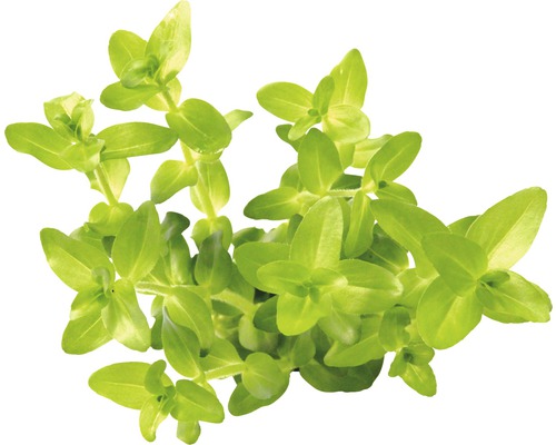 Wasserfreund Pflanze