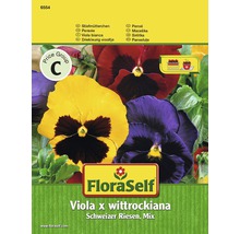 Pensée 'Mélange géant suisse' FloraSelf semences non-hybrides graines de fleurs