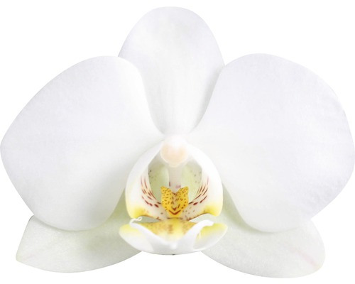 Gros plan d''une seule fleur d''orchidée blanche