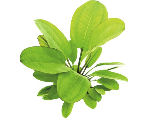 Plante d''aquarium à larges feuilles