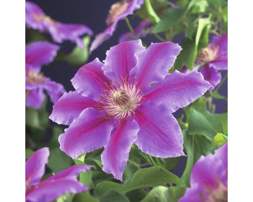 Großblumige Waldrebe FloraSelf Clematis Hybride 'Dr. Ruppel' H 50-70 cm Co 2,3 L