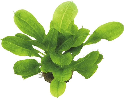 Plante d''aquarium avec feuilles vertes