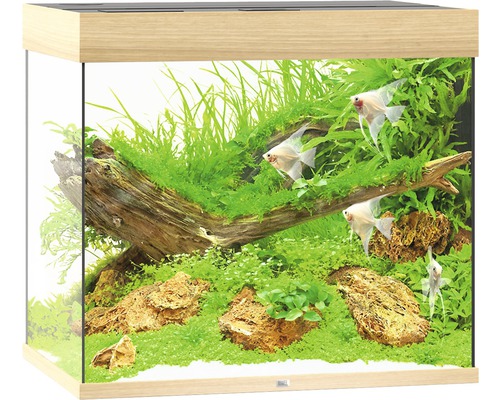 Aquarium avec plantes, pierres et poissons