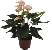 Plante en pot anthurium avec fleur rose