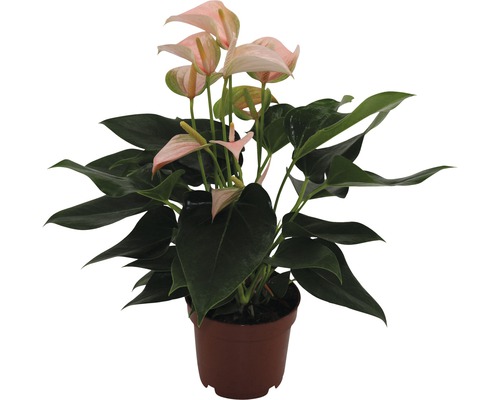 Plante en pot anthurium avec fleur rose