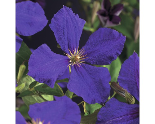 Großblumige Waldrebe FloraSelf Clematis Hybride 'Jackmanii' H 50-70 cm Co 2,3 L