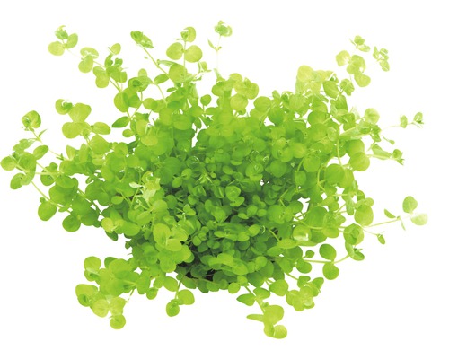 Plante verte Golliwoog en pot