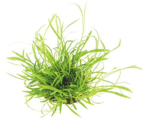 Plante d''aquarium avec de longues feuilles vertes