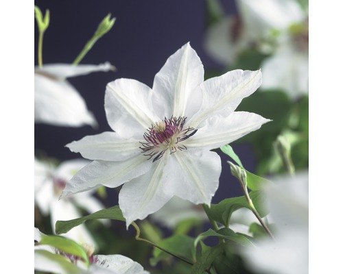 Clématite à grosses fleurs FloraSelf Clematis Hybride 'Miss Bateman' H 50-70 cm Co 2,3 L