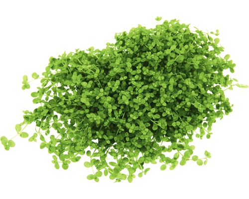 Gazon d''Espagne pour bassin de jardin