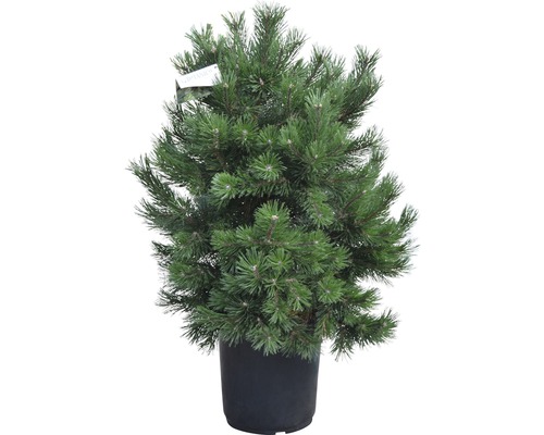 Strauch-Kiefer Pinus mugo 'Gnom' H 80-100 cm Co 35 L