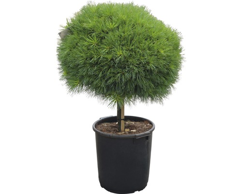 Weymouths-Kiefer Pinus strobus 'Minima' H 40 cm Co 35 L