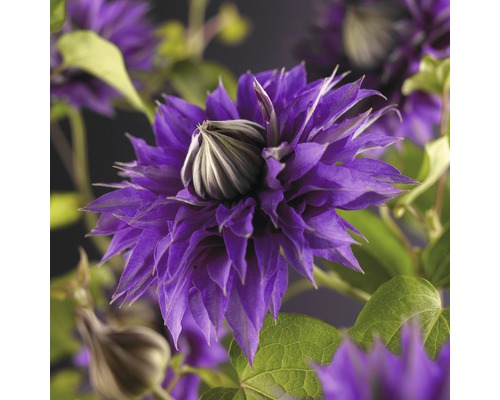 Clématite à grosses fleurs FloraSelf Clematis Hybride 'Multi Blue' H 50-70 cm Co 2,3 L