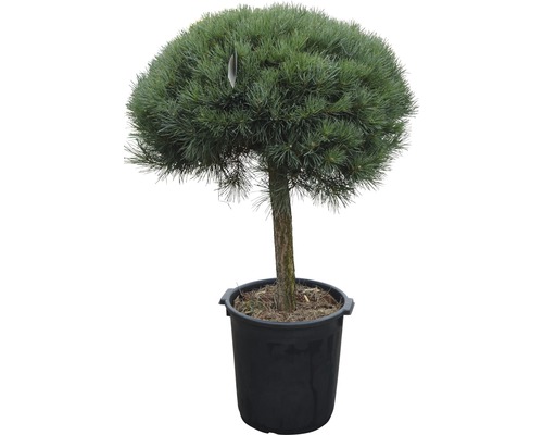 Strauch-Wald-Kiefer Pinus sylvestris 'Watereri' H 80 cm Co 35 L