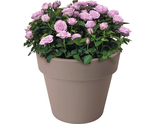 Topfrose mit kleinen, hellen Blüten in einem Pflanzgefäß