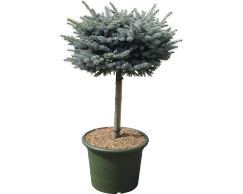 Petit épicéa bleu Picea pungens 'Glauca Globosa' H 40 cm Co 35 L