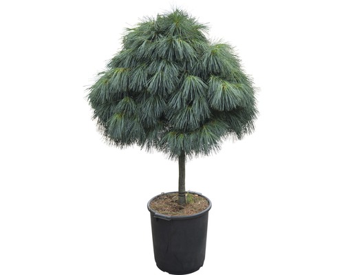 Zwerg-Tränenkiefer Pinus wallichiana 'Nana' H 80 cm Co 35 L
