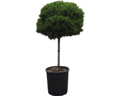 Schwarzkiefer Pinus nigra 'Bambino' H 40 cm Co 35 L