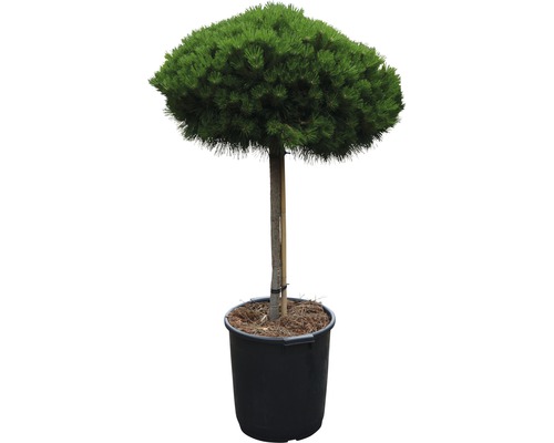 Kugel-Schwarzkiefer Pinus nigra 'Brepo' H 80 cm Co 35 L