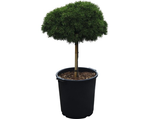 Zwerg-Kiefer Pinus mugo 'Benjamin' H 40 cm Co 35 L