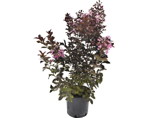 Lilas des Indes Lagerstroemia indica 'Rhapsody' 40-60 cm Co 5 l