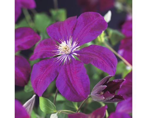 Clématite à grosses fleurs FloraSelf Clematis Hybride 'Rouge Cardinal' H 50-70 cm Co 2,3 L-0