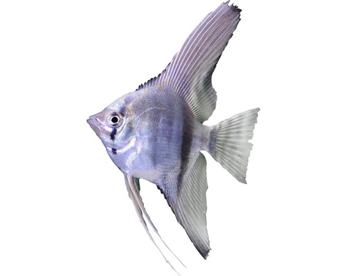 Fisch gemischte Skalare - Pterophyllum scalare