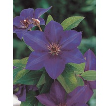 Großblumige Waldrebe FloraSelf Clematis Hybride 'The President' H 50-70 cm Co 2,3 L-thumb-2