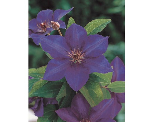 Blühende Clematis im Detail