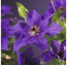 Großblumige Waldrebe FloraSelf Clematis Hybride 'The President' H 50-70 cm Co 2,3 L-thumb-0
