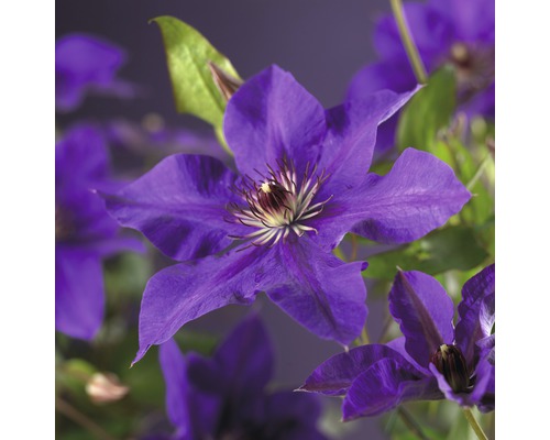 Großblumige Waldrebe FloraSelf Clematis Hybride 'The President' H 50-70 cm Co 2,3 L-0