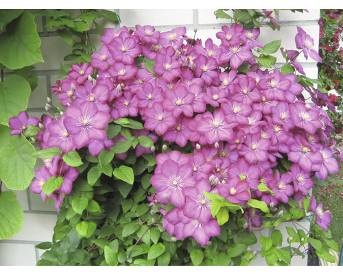 Kletterpflanze mit purpurfarbenen Blüten und grünen Blättern