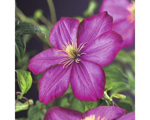 Clématite à grosses fleurs FloraSelf Clematis Hybride 'Ville de Lyon' H 50-70 cm Co 2,3 L